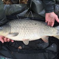 Front Fish Stocking 2016 Image